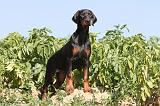 DOBERMANN 885